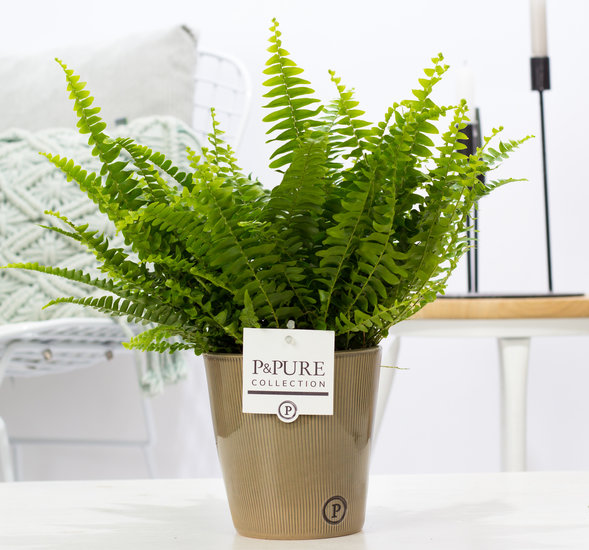 Krulvaren nephrolepis green lady in pot Ruby groen