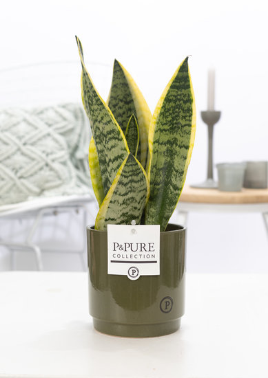 Sansevieria 30-40 cm inclusief pot Juliette groen