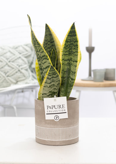 Sansevieria 30-40 cm inclusief pot Jade 4