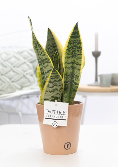 Sansevieria 30-40 cm in pot Ruby terra