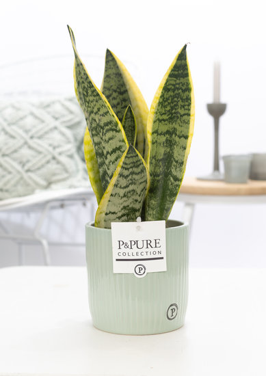 Sansevieria 30-40 cm in pot Sophie groen