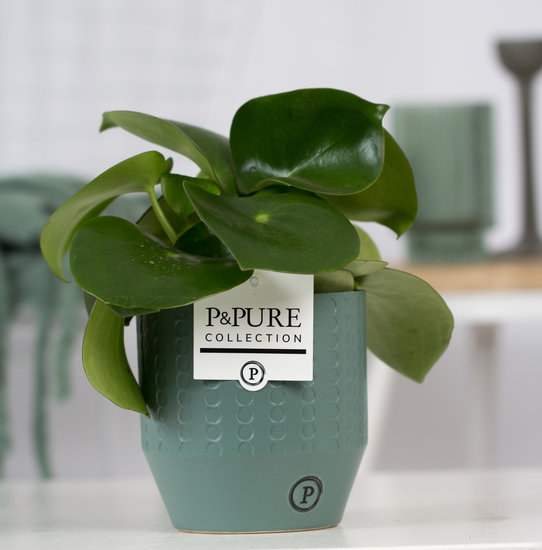 Peperomia Rain drop in pot Eline groen