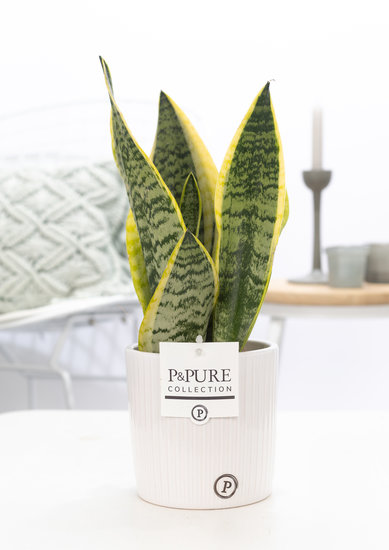 Sansevieria 30-40 cm in pot Sophie wit