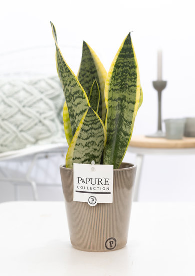 Sansevieria 30-40 cm in pot Ruby groen