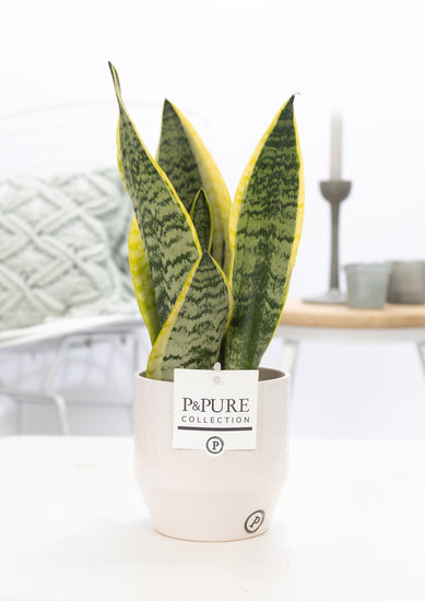 Sansevieria 30-40 cm inclusief pot Eline wit