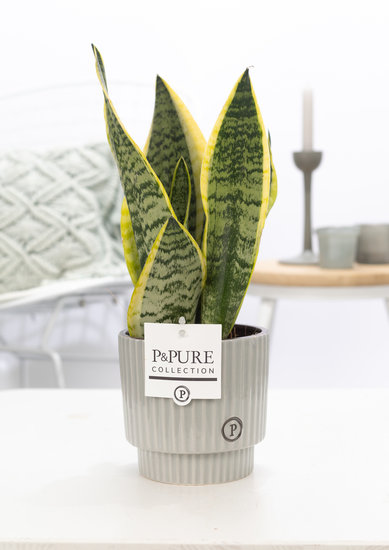 Sansevieria 30-40 cm inclusief pot ivy grijs
