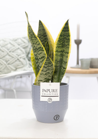 Sansevieria 30-40 cm inclusief pot Eline grijs