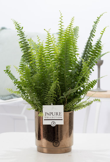 Krulvaren nephrolepis green lady in pot Juliette gold
