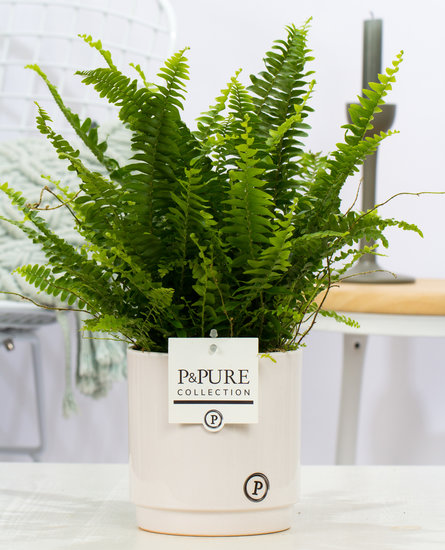 Krulvaren nephrolepis green lady in pot Juliette wit