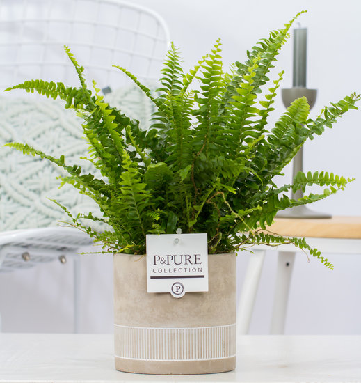 Krulvaren nephrolepis green lady in pot Jade 4