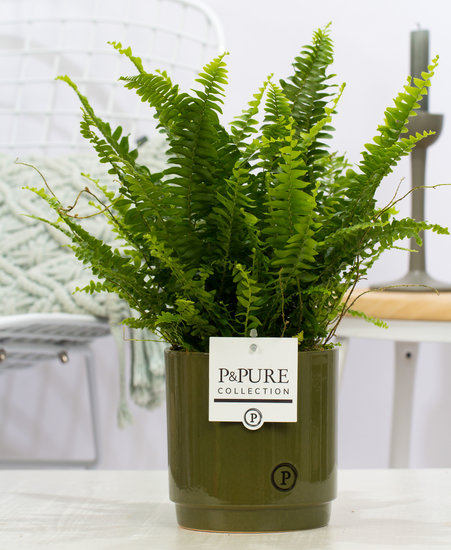 Krulvaren nephrolepis green lady in pot Juliette groen
