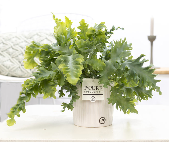 Phlebodium davana in pot Sophie wit
