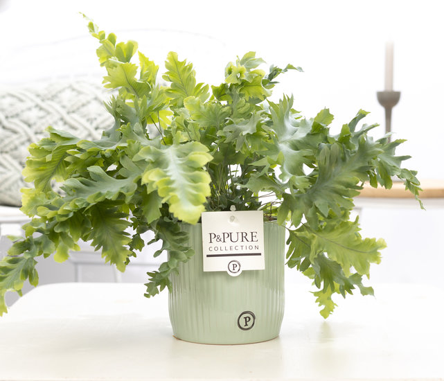 Phlebodium davana in pot Sophie groen