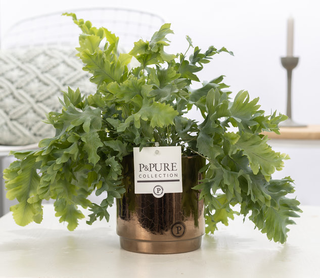 Phlebodium davana in pot Juliette gold