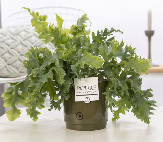 Phlebodium davana in pot Juliette groen