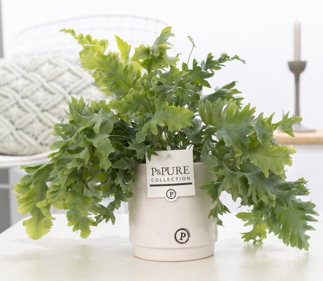 Phlebodium davana in pot Juliette wit