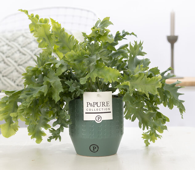Phlebodium davana in pot Eline groen