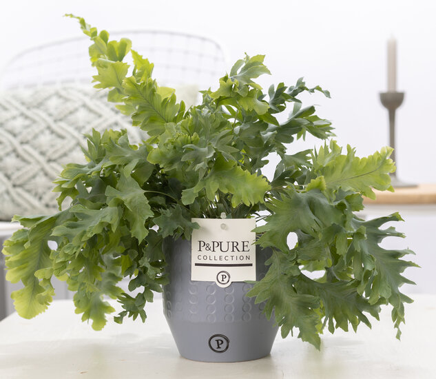 Phlebodium davana in pot Eline grijs