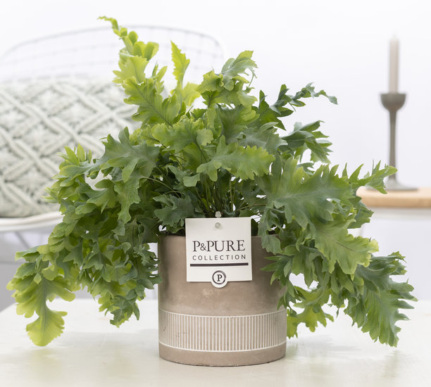 Phlebodium davana in pot Jade 4