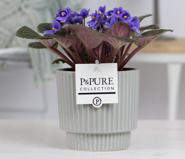 Saintpaulia lichtblauw in pot Ivy