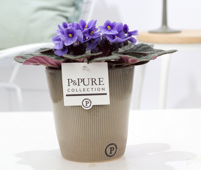 Saintpaulia lichtblauw in pot Ruby groen