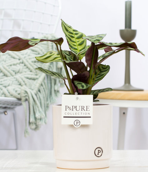 Ctenanthe Burle marxii in pot Juliette wit