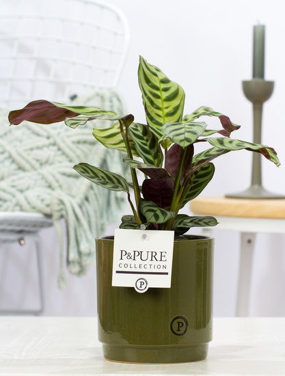 Ctenanthe Burle marxii in pot Juliette groen