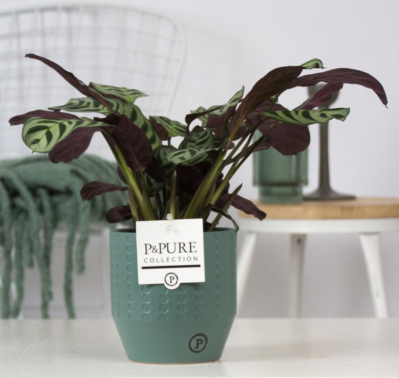 Ctenanthe Burle marxii in pot Eline groen