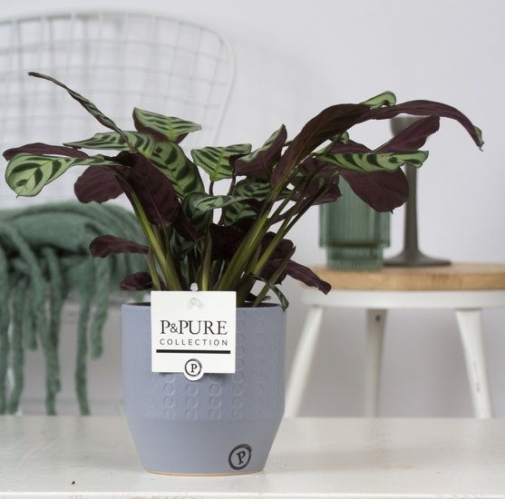 Ctenanthe Burle marxii in pot Eline grijs