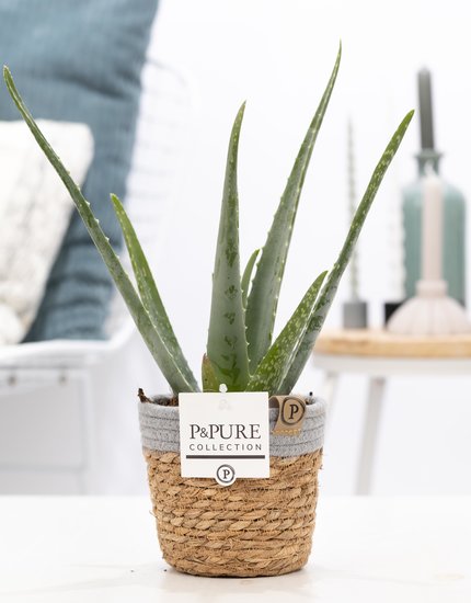 Aloe Vera in pot Basket
