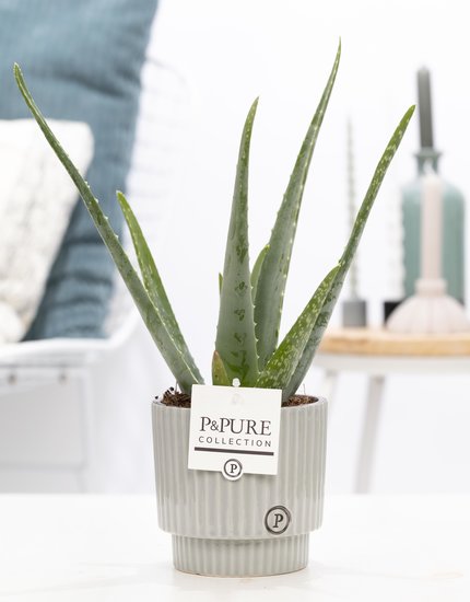 Aloe Vera in pot Ivy