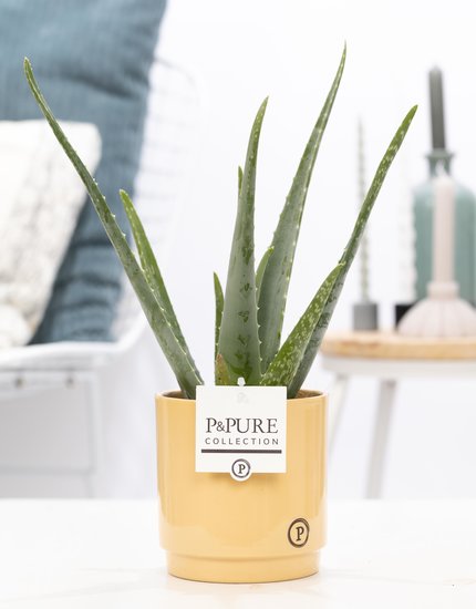 Aloe Vera in pot Juliette geel