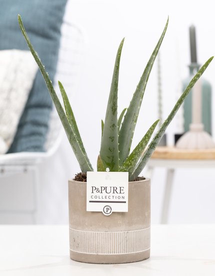 Aloe Vera in pot Jade