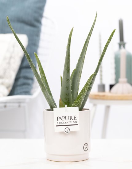 Aloe Vera in pot Juliette wit
