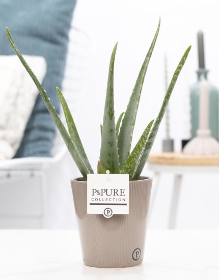 Aloe Vera in pot Ruby groen