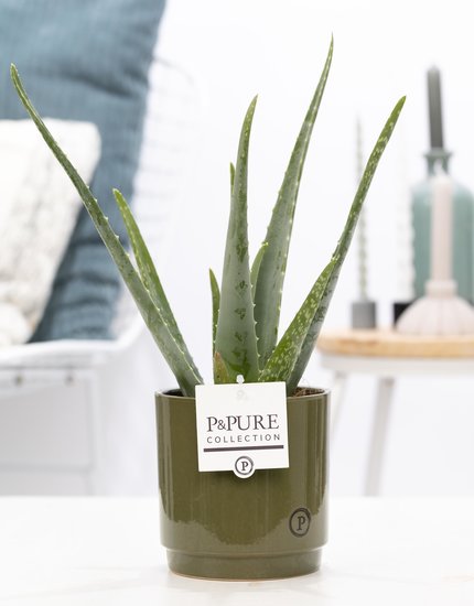 Aloe Vera in pot Juliette groen