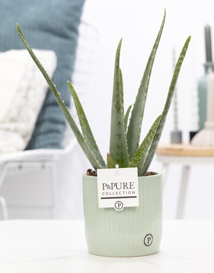 Aloe Vera in pot Sophie groen