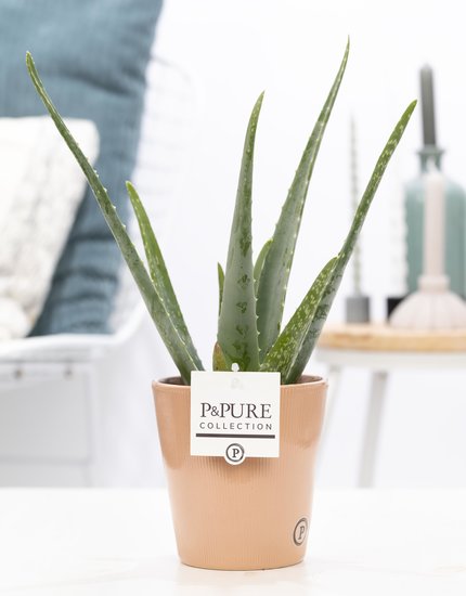 Aloe Vera in pot Ruby terra