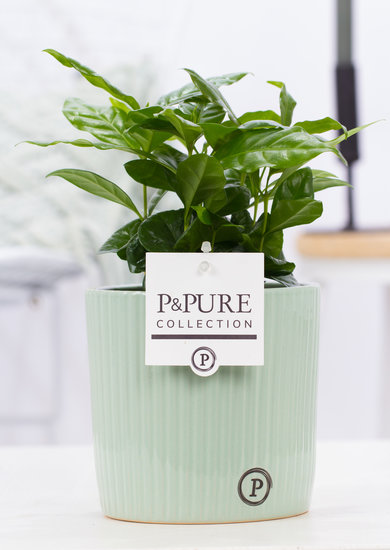 Coffea Arabica (koffieplantje) in sierpot Sophie groen