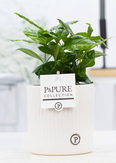 Coffea Arabica (koffieplantje) in sierpot Sophie wit