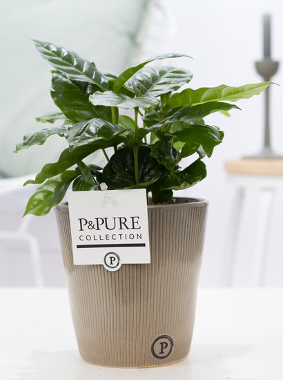 Coffea Arabica (koffieplantje) in sierpot Ruby groen