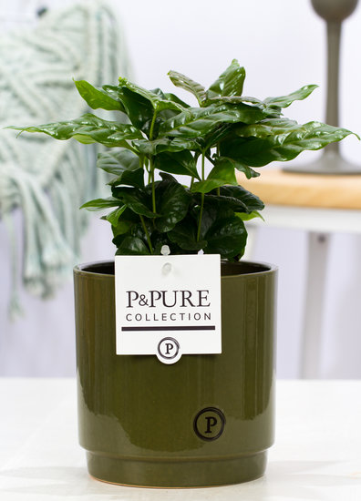 Coffea Arabica (koffieplantje) in sierpot Juliette groen