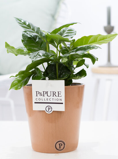 Coffea Arabica (koffieplantje) in sierpot Ruby terra