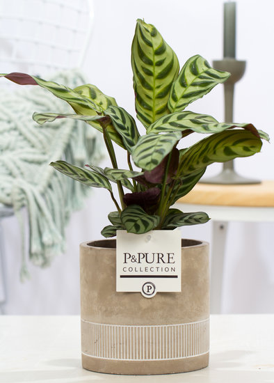 Ctenanthe Burle marxii in pot Jade