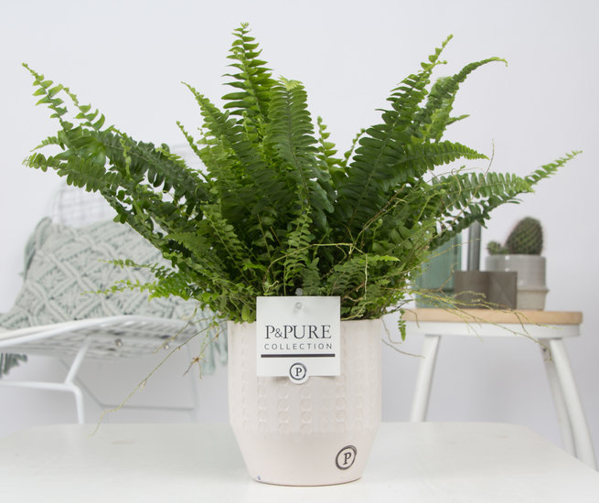 Krulvaren nephrolepis green lady in sierpot Eline wit