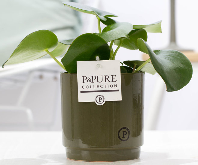 Peperomia raindrop in sierpot Juliette groen