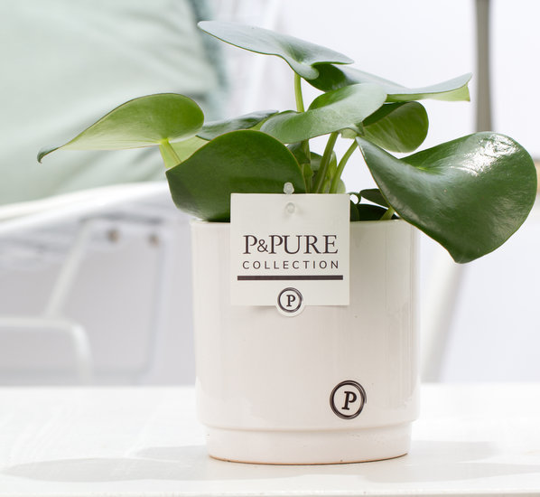 Peperomia raindrop in sierpot Juliette groen