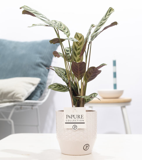 Ctenanthe Burle marxii in pot Eline2 wit