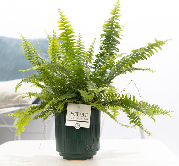Krulvaren nephrolepis green lady in pot Tess groen