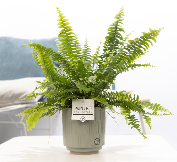 Krulvaren nephrolepis green lady in pot Tess grijs